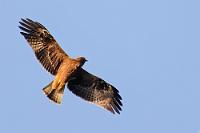 Dunkle Morphe  Hier noch eine zweite Aufnahme des "behosten Adlers". Trotz der schlechten Qualität sind die voll befiederten Beine dieses Adlers gut zu erkennen (lat.  pennatus  = befiedert). Die helle Morphe des Zwergadlers mit weißlichgelber Unterseite des Rumpfes soll in Westeuropa wesentlicher häufiger sein als die rot- bis schwarzbraun gefärbte Variante, die wir hier offensichtlich erwischt haben.   Booted Eagle  (Hieraaetus pennatus)  Zwergadler : Booted Eagle,Hieraaetus pennatus,Zwergadler