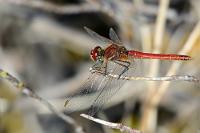 Ebenfalls heidelos  Das Männchen zum Weibchen   Red-veined Darter or Nomad  (Sympetrum fonscolombii)  male Frühe Heidelibelle : Yellow-Winged Darter,Sympetrum flaveolum,Gefleckte Heidelibelle