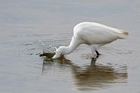 Eingetunkt  Der Seidenreiher ist ein Geduldjäger, der bis zu 60% seiner Zeit mit dem reglosen Warten auf den vorbeischwimmenden Fisch verbringt.   Little Egret  (Egretta garzetta  Seidenreiher : Little Egret,Egretta garzetta,Seidenreiher