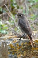 Es war die Nachtigall...  ...und nicht die Lerche. Dachte ich lange – bis mich jemand eines Besseren belehrte und weder Nachtigall noch Lerche hier sitzen sah, sondern einen nicht minder sympathischen Hausrotschwanz.   Black Redstart  (Phoenicurus ochruros)  Hausrotschwanz : Thrush Nightingale,Luscinia megarhynchos,Nachtigall