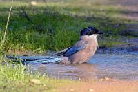 Gesellig  Wo eine ist, fliegen meist auch noch andere.  Von der Blauelster gibt es zwei große, weit auseinanderliegende Verbreitungsgebiete. Den weitaus größeren Teil in Ostasien, auf der iberischen Halbinsel aber immerhin auch um die 300.000 Brutpaare.   Azure-winged Magpie  (Cyanopica [cyanus] cooki)  Blauelster : Azure-winged Magpie,Cyanopica cyanus,Blauelster