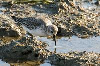 Knutt  Dieser Schnepfenvogel ist ein in sechs Unterarten weltweit vorkommender Langstreckenzieher. Der allein an der Nordseeküste mit bis zu 200.000 Exemplaren brütende Knutt ist natürlich auch an der Algarve anzutreffen.   Red Knot  (Calidris canutus)  Knutt : Red Knot*Calidris canutus*Knutt