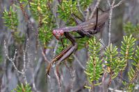 Da möchte man nicht Männchen sein...  Mit der Aussicht darauf, nach dem Liebesakt vom Weibchen verspeist zu werden. Da tröstet es dann wahrscheinlich auch wenig, dass das Männchen damit die vorgeburtliche Konstitution des Weibchens und die Qualität des Eigeleges massiv erhöht.   Praying Mantis  (Mantis religiosa)  Europäische Gottesanbeterin : Praying Mantis,Mantis religiosa,Europäische Gottesanbeterin