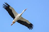 Nur einer...  ...aus den teilweise riesigen Schwärmen von Störchen, die in der warmen Mittagsthermik über uns hinweg ziehen. Keine Ahnung, ob es Standvögel sind, oder solche, die sich zu ihrem Weiterzug nach Afrika sammeln?   White Stork  (Ciconia ciconia)  Weißstorch : White Stork,Ciconia ciconia,Weißstorch