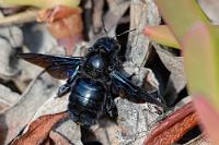 Riesenbrummer  Als nicht gerade ausgewiesener Bienenfachmann vermutete ich bei diesem knapp 3 cm großen Exemplar zuerst eine Hummel oder ähnliches. Da die Holzbiene wärmeliebend ist, war sie bisher zumindest in Norddeutschland auch eher selten anzutreffen (soll sich jetzt aber ändern – Stichwort: Erderhitzung ;-)).   Violet Carpenter Bee  (Xylocopa violacea)  Große (Blaue) Holzbiene : Violet carpenter bee,Xylocopa violacea,Große Holzbiene