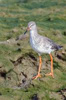 Rotschenkel  Laut der alarmistischen Wikipedia ebenfalls einer der Vögel, die wir nach dem Klimawandel nicht mehr antreffen werden. Im Grunde gilt das für alle hier gezeigten Lebewesen. Daher ist Bernis Bilderwelt auch als Zeugnis nacheiszeitlichen Artenreichtums für die Nachwelt so unendlich wertvoll!   Common Redshank  (Tringa totanus)  Rotschenkel : Common Redshank,Tringa totanus,Rotschenkel