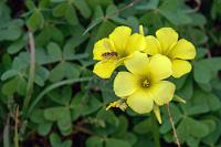 Strandbewuchs  Heute scheint die Sonne jedoch auf die gelbblühenden Matten des Sauerklees, der sich neben den Wegen der Meerwasserlagune ausbreitet.   Sourgrass  (Oxalis pes-caprae, Syn.: O. cernua)  Nickender Sauerklee : Sourgrass*Oxalis pes-caprae,Oxalis cernua,Nickender Sauerklee
