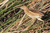 Streng geschützt  In Westeuropa sind die Bestände dieses Reihervogels durch die Vernichtung der Lebensräume stark rückläufig. Schilfsäume ruhiger Weiher werden immer seltener, so dass der Vogel in Deutschland auf der Roten Liste gefährdeter Arten gelandet ist. Noch nicht einmal die zunehmende 'Erderhitzung' (© Der Spiegel) soll den kälteempfindlichen Vögeln Auftrieb geben. Laut 'Modellen' von Ornithologen, sollen lediglich die 'nordöstlichen' Bestände davon profitieren – aber keine westeuropäischen (weiß die modellgläubige Wikipedia).   Little Bittern  (Botaurus minutus)  Zwergdommel : Eurasian Bittern,Botaurus stellaris,Rohrdommel