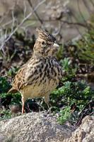 Verschollen  In meiner Heimat Hamburg ist die Haubenlerche bereits 'verschollen' – so jedenfalls Wikipedia. Überhaupt sei ihr Bestand so dramatisch geschrumpft, dass ihr Vorkommen in Westeuropa als hochgradig gefährdet angesehen werden muß. Neben Vernichtung von Lebensraum sollen besonders Kälteperioden für Bestandseinbrüche verantwortlich sein. Die müssen zukünftig ja nun nicht mehr befürchtet werden...   Hier gibt es jedenfalls die nordafrikanisch-südwesteuropäische Variante zu bestaunen:  Thekla Lark  (Galerida theklae)  Theklalerche : Crested Lark,Galerida crestata,Haubenlerche