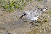 Von den Alpen an die Küste  Wie der eher flachlandig geprägte Tundren-Brutvogel an das 'Alpen'-Attribut gekommen ist, soll darauf zurückzuführen sein, dass ihn deutsche Ornithologen erstmalig in den "Lappländischen Alpen" der Kenntnisnahme für würdig erachteten. Nun ja...   Dunlin  (Calidris Alpina)  Alpenstrandläufer : Dunlin,Calidris Alpina,Alpenstrandläufer