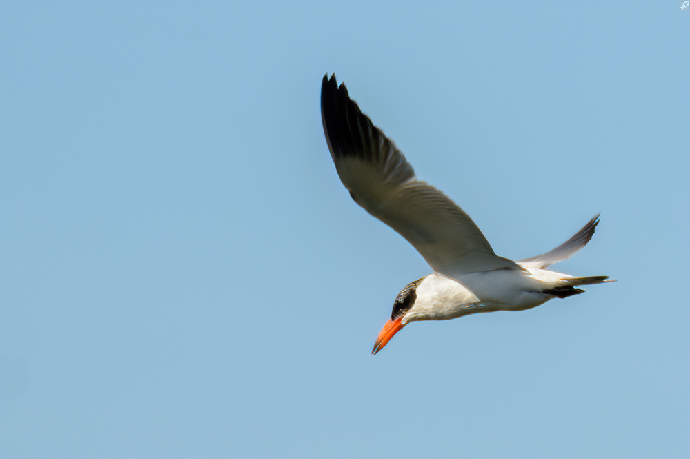 Vogel mit drei 'sss'