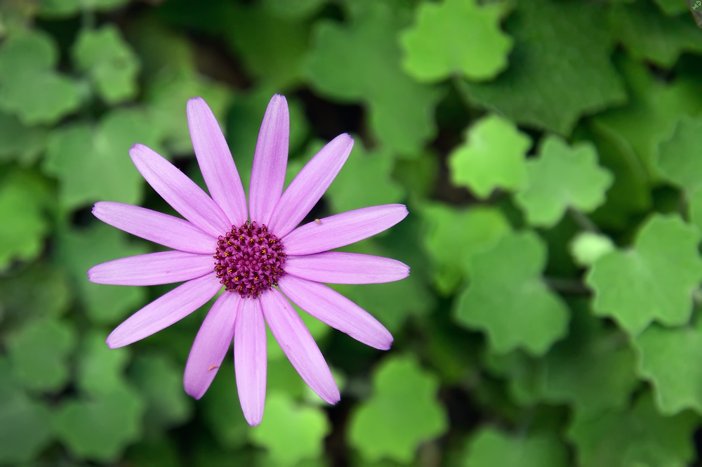 Aus engen Felsspalten,...