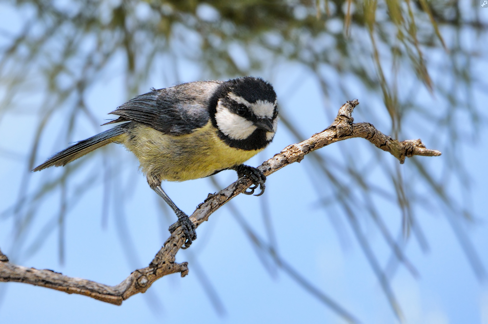 Derzeit im Brutgeschäft