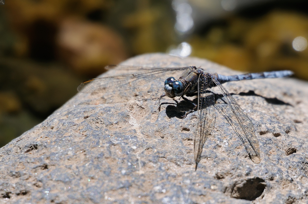 Einen Tümpel weiter...