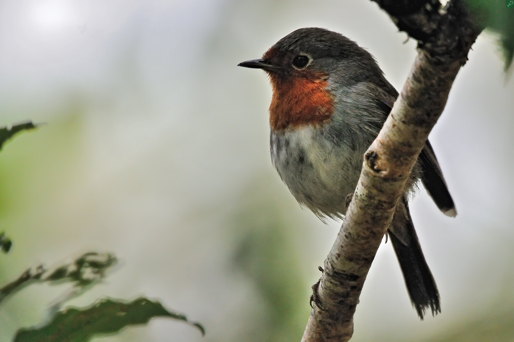 European Robin