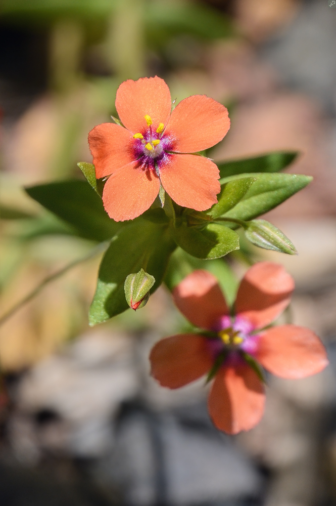 Fast eine Erleichterung,...