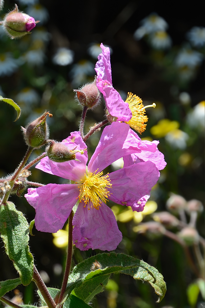 Immer etwas zerknittert
