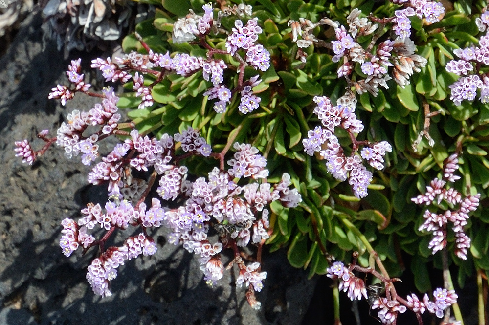Kanarischer Küstenschmuck