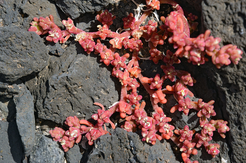 Leider schon verblüht...