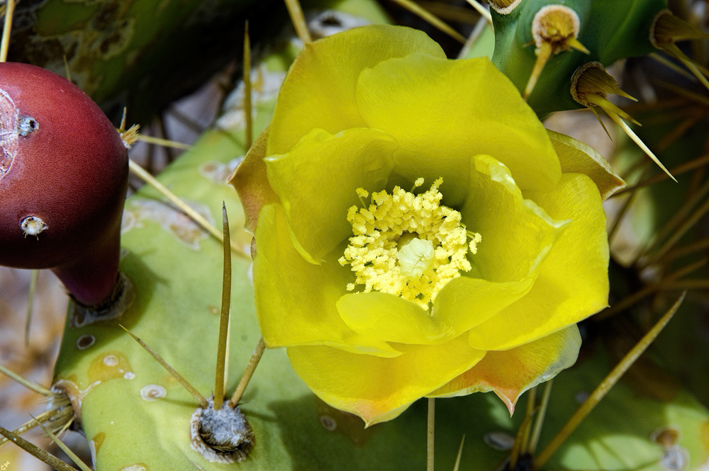 Opuntia