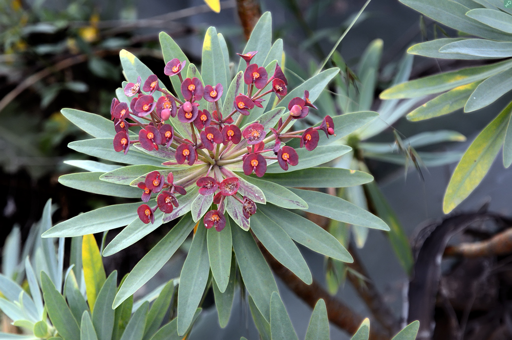 Purpurroter Wegbegleiter