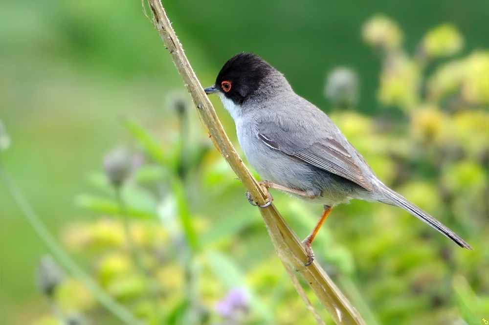 Schuld haben immer die Anderen ;-)