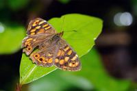 Anaga-Flattermann  Zur Familie der Edelfalter  (Nymphalidae)  gehört das Waldbrettspiel, dessen kanarische Unterart sich u.a. durch ein etwas helleres Braun und einen etwas kleineren Vorderflügel-Augenfleck von seinem  mitteleuropäischen Verwandten  unterscheidet.    Canary speckled wood butterfly  (Pararge xiphioides)  Kanaren Waldbrettspiel