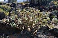 Bedingt giftig  Recht vielseitig scheint die weiße Latexmilch dieser Euphorbie genutzt worden zu sein. Obwohl giftig wie die Säfte aller anderen Wolfsmilchgewächse, soll der Saft dieser Pflanze nicht so ätzend sein und teilweise in der Zahnmedizin als Anästhetikum Verwendung gefunden haben. Auch wird berichtet, dass der Latexsaft auf den Kanaren getrunken worden sein soll, oder zu Gelee verkocht als Delikatesse galt. Die Balsam Wolfsmilch wächst als bis zu 5 m hoher Busch in den Küstenregionen, wo wir auch dieses noch kleine Exemplar aufgenommen haben.   Balsam Wolfsmilch  (Euhorbia balsamifera)