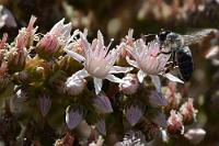 Begehrt  Auf die örtliche Insektenwelt üben die stark duftenden Blüten dieses Dickblattgewächses eine unwiderstehliche Anziehungskraft aus. Auch  Aeonium urbicum  ist endemisch auf Teneriffa und kommt in Höhen bis 1900 m vor.   Giant Houseleek  Aeonium urbicum  Stadt-Aeonium (Name nicht gesichert)