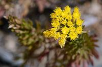 Bisher gemieden  Bisher haben wir um den Süden Teneriffas einen weiten Bogen gemacht. Zu abschreckend sind die unübersehbaren Bausünden der übereinandergestapelten Hotelkästen an den einzigen Badestränden der Insel. Das eng bebaute, von häßlichen, mit Plastikfolien überdachten Bananenplantagen durchbrochene Vorland kann eigentlich nur durchfahren werden, um sich so schnell wie möglich wieder den Attraktionen des ansteigenden Hochlandes zu widmen. Wie beispielsweise dem Barranco del Infierno, den man nur durch die im Süden liegende Stadt Adeje erreicht. Gleich am Eingang der sehenswerten Schlucht begrüßt uns eine auf La Gomera, Gran Canaria und Teneriffa endemische Pflanzenart.    Madama  (Allagopappus canariensis, syn. A. dichotomus)  Gabelästiger Allagopappus