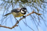 Derzeit im Brutgeschäft  Obwohl die Kopfplatte dieser kleinen Blaumeise eher schwarz erscheint, ist sie von einem tiefen Dunkelblau. Etwas zerrupft und leicht gestreßt kommt dieses Exemplar einer Blaumeisen-Unterart daher, welche ausschließlich in kühlen Waldungen Nordwestafrikas und auf den Kanaren auf Insektenjagd geht.   Canary Blue Tit  (Cyanistes teneriffae)  Afrikanische Blaumeise