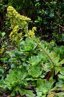 Dickblattgewächs  Ebenfalls ausschließlich auf Teneriffa... (das Weitere spar' ich mir ;-)) Bevorzugt an schattigen Standorten wächst diese Sukkulente, welche Wasser in ihren fleischigen, bis zu 9 mm dicken, rosettenartig angeordneten Blättern speichert. Im Mai/Juni fällt  Aeonium cuneatum  mit dem leuchtend gelben Blütenstand im dunklen Lorbeergehölz besonders deutlich auf.    Aeonium cuneatum