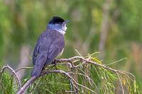 Doku  Der englische Name ist ein wenig irreführend, ist diese spezifische Grasmücken-Unterart  S. a. heineken  doch ausschließlich auf den Makaronesischen Inseln anzutreffen.  Dank Photoshop ist dem RAW aus tiefstem, dunklem Schluchtgrunde trotz 1600 ISO etwas gerade noch Erkennbares zu entlocken gewesen...    Eurasian Blackcap  (Sylvia atricapilla heineken)  male Mönchsgrasmücke