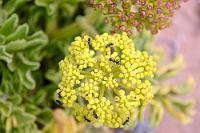 Duschfans  Der auf den Kanaren, Madeira und den nordwestafrikanischen Küsten heimische Doldenblütler liebt es, gelegentliche Spritzwasserduschen abzubekommen – ob das für die Ameisen genauso gilt, ist nicht bekannt. Die gelben, später roten, auf einer gestielten Dolde inmitten fleischiger Blätter sitzenden Blüten sind charakteristisch für die typischsten Pflanzen der kanarischen Nordküsten.   Canary Samphire  (Astydamia latifolia)  Nymphendolde