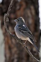 Edelfink  Wer glaubt, die ausschließlich auf den Kanaren heimischen Arten seien nur im Pflanzenreich angesiedelt, kann sich mit diesem Vogel eines Besseren belehren lassen. Darwin hat auch auf Teneriffa zugeschlagen, wo sich der Teidefink als etwas größerer Verwandter des Buchfinks entwickelt hat. Er lebt bevorzugt in den Pinienwäldern an den Außenhängen der Caldera de las Cañadas, ist in seinem Bestand gefährdet und steht seit 1980 unter strengem Schutz.   Blue Chaffinch  (Fringilla teydea)  male Teidefink, geleg. auch Teydefink