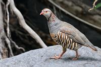 Ein scheuer Einzelgänger  So beschreibt Wikipedia diesen zur Familie der Fasanenartigen zählenden Hühnervogel. Ursprünglich beheimatet in Nordafrika, sind die auf den Kanaren lebenden Bestände möglicherweise auf frühe Einfuhren durch den Menschen zurückzuführen. So scheu und einzelgängerisch wie beschrieben präsentierten sich die insgesamt fünf Vögel allerdings nicht, da sie ziemlich unbeeindruckt von vorbeiziehenden Touristen, die sie trotz unserer begeisterten Fotografiererei gar nicht wahrnahmen, drei Meter neben dem Weg am zarten Grün naschten.   Barbary partridge  (Alectoris barbara)  Maurisches Rebhuhn od. Felsenhuhn