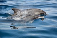 Ein wenig unwohl...  ...wird einem schon, wenn man allein im Hafen von Los Gigantes die Menge der für Wal- und Delphinbeobachtungen vorgesehenen Boote betrachtet. Dazu kommen noch die Boote anderer Häfen der Südküste, die sich täglich ein mehrfaches Stelldichein in der Meerenge zwischen Teneriffa und La Gomera geben, um den hier lebenden Populationen von Grindwalen und Tümmlern im wahrsten Sinne des Wortes auf den Leib zu rücken.  Atlantic bottlenose dolphin  (Tursiops truncatus)  Großer Tümmler