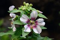 Einen Sonderpreis...  ...verdient hat diese bis zu 3 m hohe Strauchpflanze alleine schon wegen ihres ausdruckstarken Namens – im Englischen noch um einiges bildhafter als im Deutschen. Die rosapurpurfarbenen Blüten mit den auffälligen gelben Staubgefäßen erreichen bis zu 10 cm Durchmesser. Auch diese kanarische Spezialität liebt feuchte, dunkle Standorte zwischen Felsen und Geröll.    Pink maple-leafed canary shrub mallow  (Malva acerifolia, Syn.: Lavatera acerifolia)  Ahornblättrige Strauchpappel