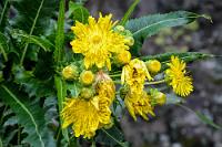 Feuchte, schattige Felsen...  ...in Lorbeerwaldgebieten sind die bevorzugten Standorte dieser endemischen Pflanze. Genau dort haben wir sie auch gesehen. An der Spitze eines kräftigen Stammes sitzt ein Büschel schmaler, gefiederter Blätter, gekrönt von gelben Blüten, die sich aber an einem einzigen Blütenstand in den unterschiedlichsten Reifezuständen befinden, so dass der Fotograf verwelkte Blüten leider mit in Kauf nehmen muß...    Anaga sow-thistle  (Sonchus congestus)  Baum-Gänsedistel