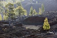 Gegenlichtig  Hatte ich schon erwähnt, wie viele Pflanzen auf den Kanaren einzigartig sind...?  Canary pine  (Pinus canariensis)  Kanarische Kiefer
