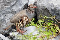 Highlight des Tages  Auf dem Rückweg hielt die Schlucht sogar noch ein völlig unerwartetes Highlight für uns bereit, welches uns umgehend zu Gesetzesbrechern mutieren ließ, da wir für die nächsten 20 Minuten das Stillstandsverbot ignorierten und uns voll und ganz auf das Füllen unserer Speicherkarten mit absolut einmaligen Aufnahmen konzentrierten.   Barbary partridge  (Alectoris barbara)  Maurisches Rebhuhn od. Felsenhuhn