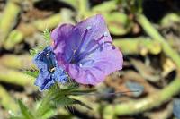 Invasiv  Teilweise schon etwas verblüht präsentiert sich hier eine Natternkopfart, die relativ unauffällig im gesamtem mediterranen Raum und auf den Makaronesischen Inseln ihr Dasein als Wegpflanze fristet. In die USA und Australien eingeschleppte Exemplare hingegen haben dort weite Verbreitung als Unkraut gefunden und werden als giftige Pflanze, welche speziell bei Pferden chronische Leberschäden verursacht, auf's Heftigste bekämpft.   Purple Viper's-bugloss  (Echium plantagineum)  Wegerichblättriger Natternkopf