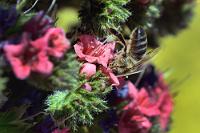 Juwelendieb  Zu den auffälligsten nur auf Teneriffa heimischen Pflanzen gehört der bis zu 1,80 m hohe, rotblühende Natternkopf, dessen unzählige Blüten im Frühjahr auf den Geröllfeldern rund um den Teide ständig von hungrigen Insekten umsummt werden. Die Insekten bringen es im Hochland übrigens auf eine noch größere Artenvielfalt als die Pflanzen: Über 1000 verschiedene Krabbler sollen hier leben!   Tower of jewels, Red bugloss or Mount Teide bugloss  (Echium wildpretii)  Wildprets Natternkopf