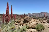 Juwelenturm  Trotz des kargen Bodens und einem Höhenniveau um die 2500 m herrscht im Hochland eine ausgesprochen große Pflanzenvielfalt von ca. 150 verschiedenen Arten. Davon wiederum ist ein Drittel auf den Kanaren endemisch.   Tower of jewels, Red bugloss or Mount Teide bugloss  (Echium wildpretii)  Wildprets Natternkopf