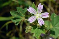 Käsepappel  Dieses Malvengewächs mit griechischen Wurzeln hat sich über den mediterranen Bereich hinaus bis auf die Kanaren und Madeira ausgebreitet. Hier aufgenommen im Anaga-Gebirge.   Cornish Mallow  (Lavatera cretica)  Kretische Strauchpappel
