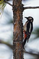 Kiefernspezialist  Selbst die nur geringe Entfernung einer Insel zum Festland begünstigt bereits die Ausprägung spezifischer Unterarten der Festlandverwandten. Dieser ausschließlich auf Teneriffa heimische Buntspecht hat sogar noch eine nur auf Gran Canaria vorkommende Subspezies  D. m. c. thanneri .   Great Spotted Woodpecker  (Dendrocops major canariensis)  female Teneriffa Buntspecht