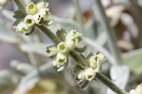 Klein und unauffällig  Entlang des von uns gewählten Weges stoßen wir auf einige Exemplare eines 'lokalen Endemiten', also einer Pflanze, die selbst auf Teneriffa nur eine kleine Nische besetzt. Es handelt sich um ein auch als 'falscher Salbei' bezeichnetes Gliedkraut aus der Familie der Lippenblütler, weltweit in ca. 140 Arten anzutreffen – aber  S. brevicaulis  eben nur hier!    Sideritis brevicaulis