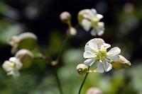 Leimkraut  Die weit verbreitete Lichtnelke wächst bevorzugt auf trockenen, steinigen Böden, hat also auf den verwitterten Felsen der Anaga Küstenregion ein geeignetes Biotop.   Bladder Campion  (Silene vulgaris)  Taubenkropf Lichtnelke