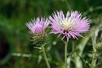Nahrungsspender  Keine Milch, aber reichlich Nektar hält diese vornehmlich in Südeuropa heimische Distel für ihre zahlreichen insektoiden Besucher vor.   Milk Thistle  (Galactites tomentosa)  Milchfleckdistel