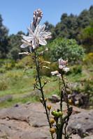 Nicht nur geologisch  Unser englischsprachiger Führer, der uns auf dem Weg zur und in die Höhle begleitete, begnügte sich nicht nur mit geologischen Erklärungen, sondern wies auch auf Besonderheiten der Örtlichkeit und der hier wachsenden Flora hin. An einem historischen Dreschplatz wurden wir zudem mit der Nationalspeise 'Gofio' bekannt gemacht, verbunden mit einer begeisterten Eloge auf die Einzigartigkeit des Geschmacks dieses gerösteten Getreidemehls ;-). Der Mann hatte recht. Zuhause erprobte Rezepte mundeten ausgesprochen lecker!    Summer Asphodel  (Asphodelus ramosus distalis)  Ästiger Affodill